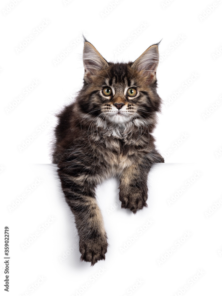 Cute classic black tabby Maine Coon cat kitten, hanging with front paws over edge. Looking towards camera. Isolated on white background.