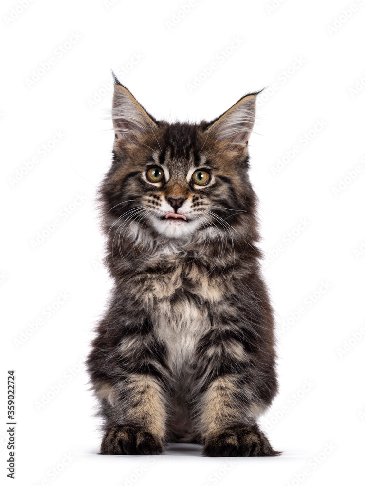 Cute classic black tabby Maine Coon cat kitten, sitting facing forward. Looking towards camera and naughty sticking tongue out. Isolated on white background.