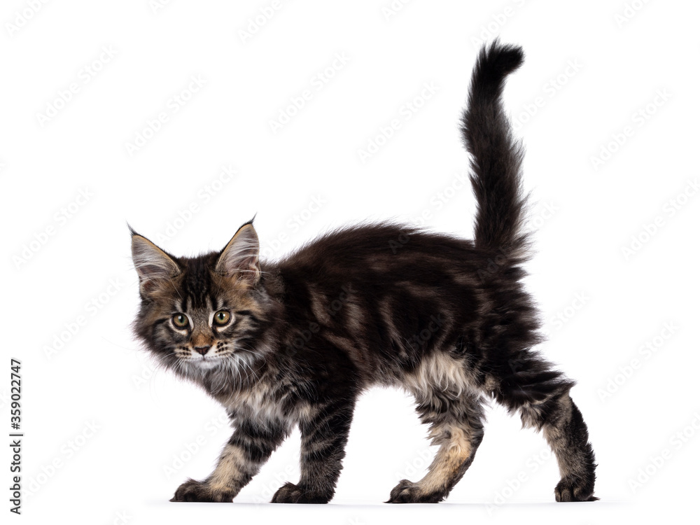 Cute classic black tabby Maine Coon cat kitten, walking / standing side ways with tail fierce in air. Looking curious towards camera. Isolated on white background. Cute classic black tabby Maine Coon cat kitten, walking / standing side ways with tail fierce in air. Looking curious towards camera. Isolated on white background.