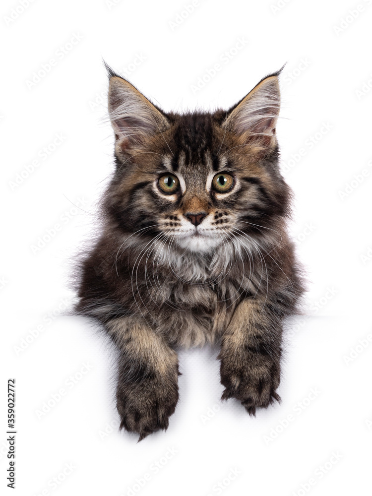 Cute classic black tabby Maine Coon cat kitten, laying down facing front / hanging with front paws over edge. Looking towards camera. Isolated on white background.