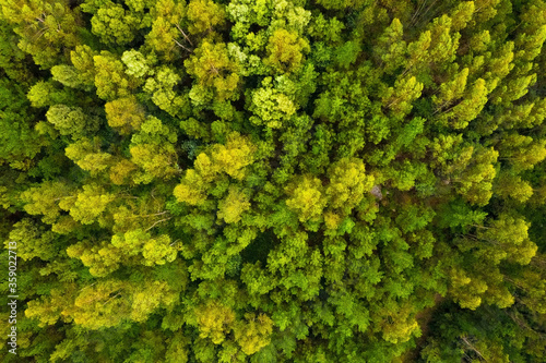 aerial view of beautiful green forest, shot from above with a drone, natural landscape, background