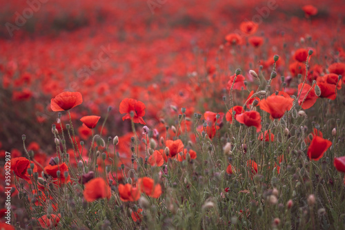 Beautiful red poppies in the field, close-up. © Elena Krivorotova