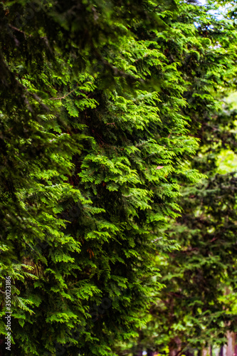 green moss background © Geordie