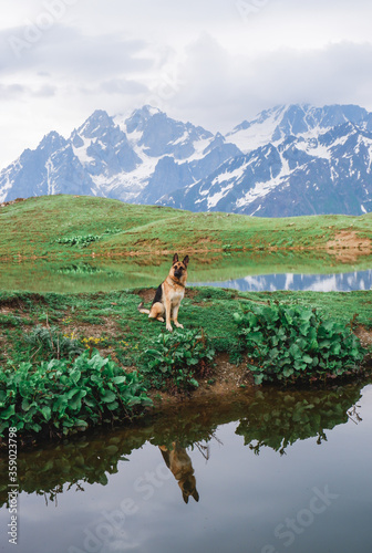 German shepherd travels in the mountains of the North Caucasus. Koruldi Lakes, Georgia, Svaneti.