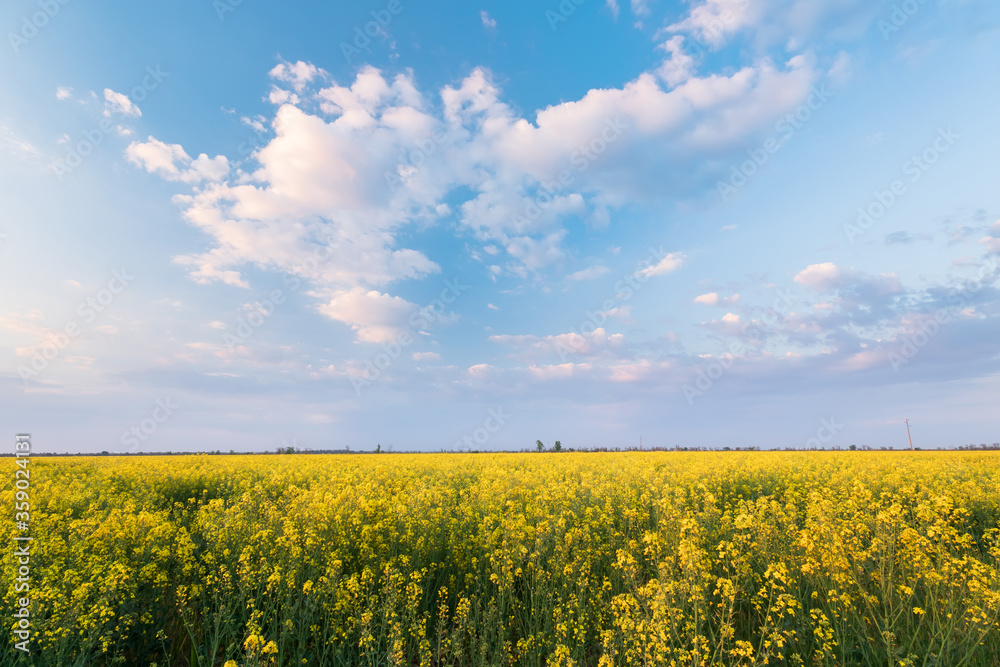 Obraz premium photo canola field / bright hot summer day landscape in nature