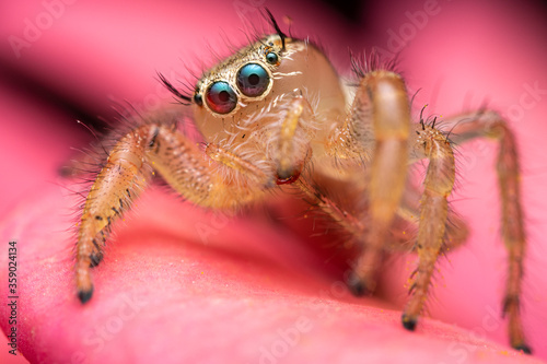 Jumping spider and beautiful eyes