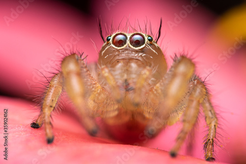 Jumping spider and beautiful eyes