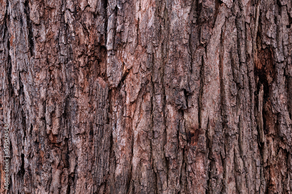 Closeup of old weather beaten tree bark texture background pattern Closeup of old weather beaten tree bark texture background pattern