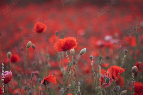 Beautiful red poppies in the field, close-up.