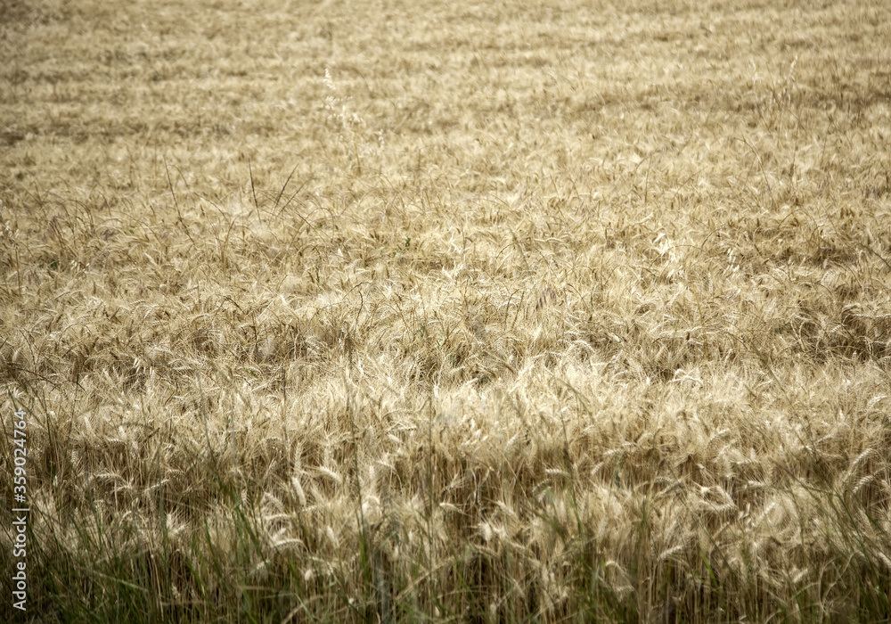 Fototapeta premium Wheat field
