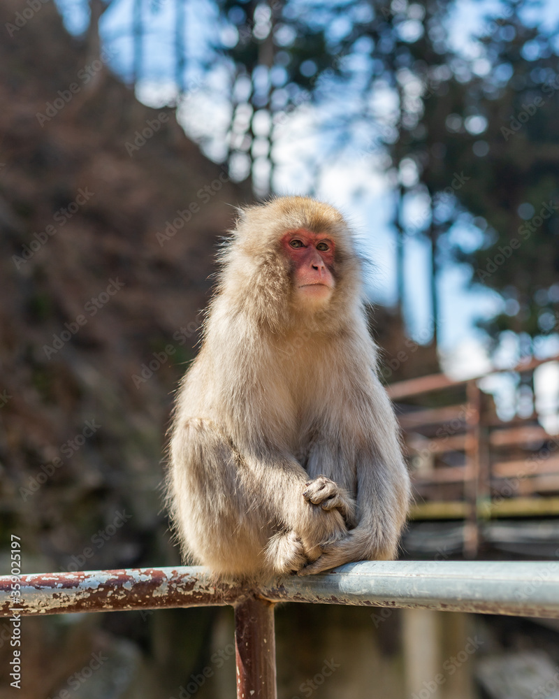 Naklejka premium Japanese macaques - Snow Monkeys - at Jigokudani Monkey Park, Yamanouchi, Nagano Prefecture, Japan