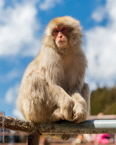 Japanese macaques - Snow Monkeys - at Jigokudani Monkey Park  Yamanouchi  Nagano Prefecture  Japan