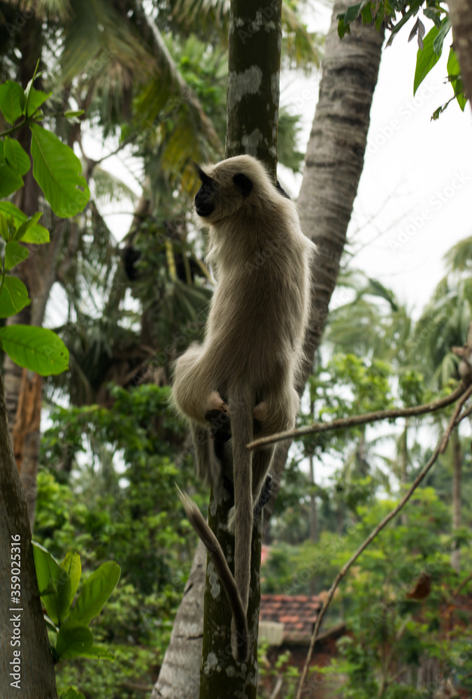 Monkey climbing down a tree