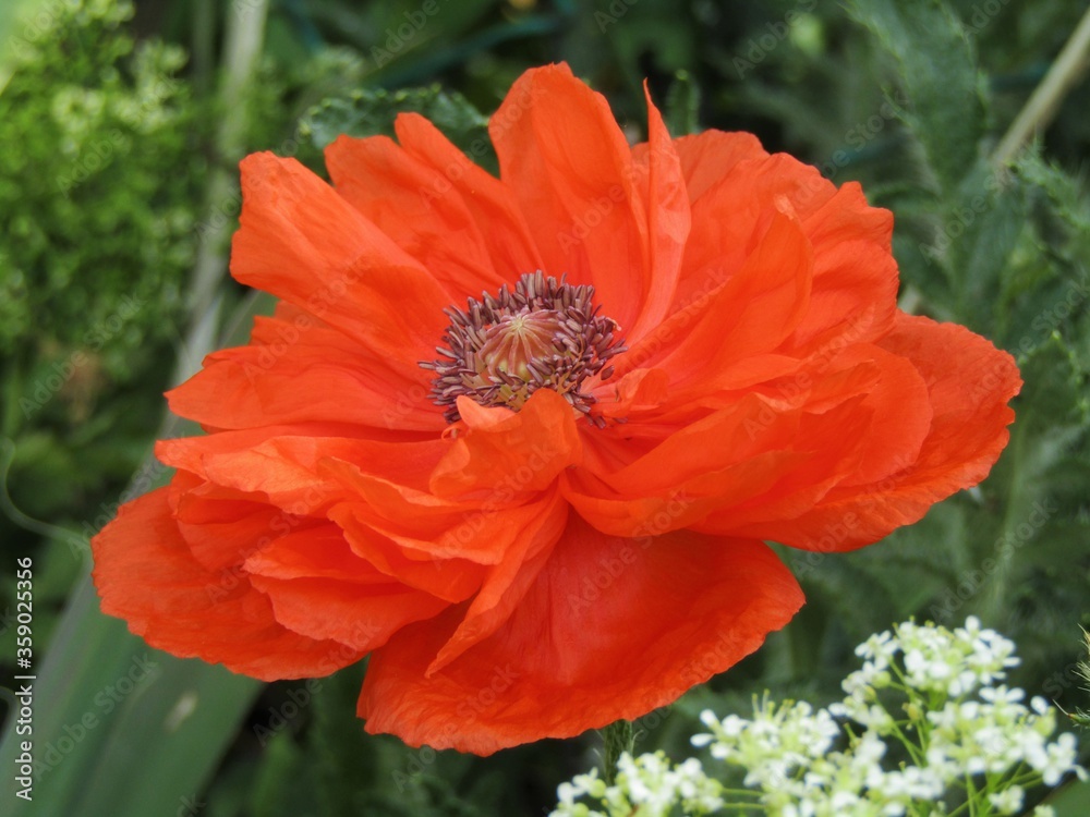 Opened red colour large poppy flower with green grass background in Hungary Opened red colour large poppy flower with green grass background in Hungary