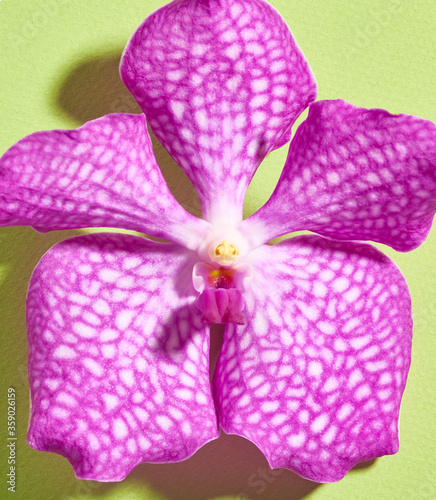 Fototapeta Naklejka Na Ścianę i Meble -  Pink vanda orchid flower on paper background