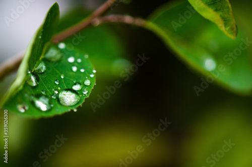Wasser Regen Tropfen auf Blatt Grün Natur Makro Closeup Regentropfen