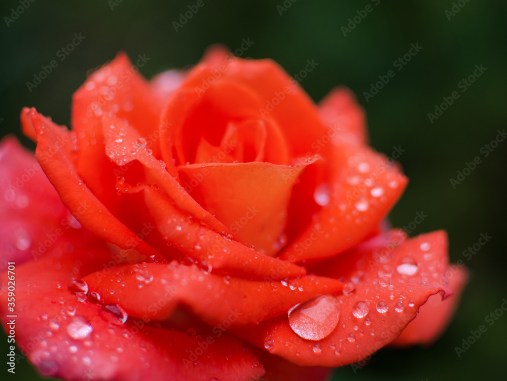 Beautiful fresh roses grow outdoors in the summer Beautiful fresh roses grow outdoors in the summer