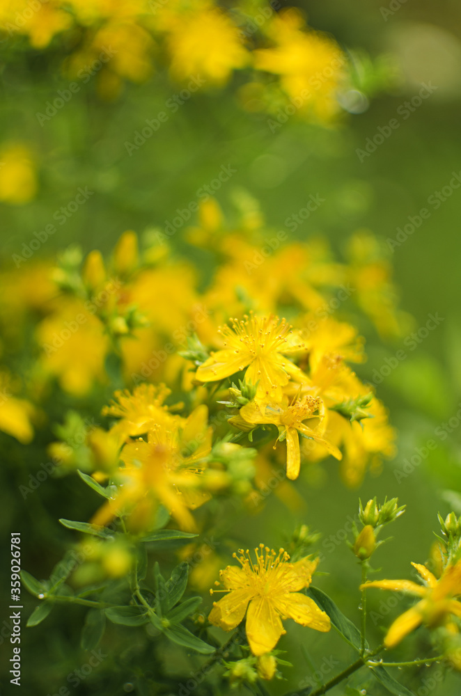 Hypericum is a genus of perennial and annual herbaceous plants and semi-shrubs Hypericum is a genus of perennial and annual herbaceous plants and semi-shrubs