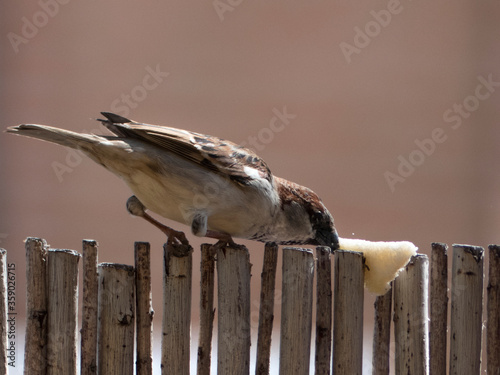 Gorrión comiendo photo