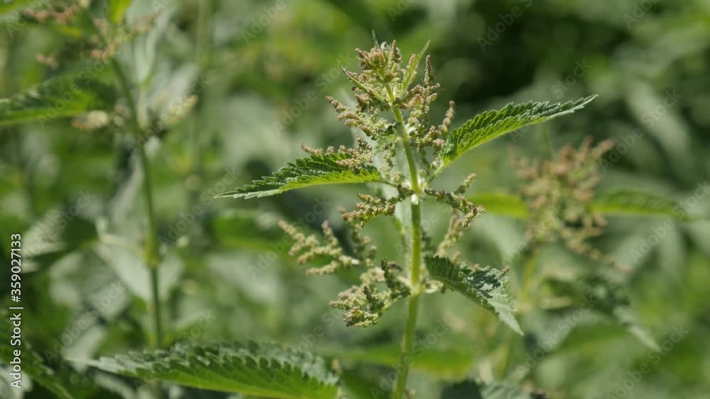 Green common nettle plant on the wind 4K close-up video Green common nettle plant on the wind 4K close-up video