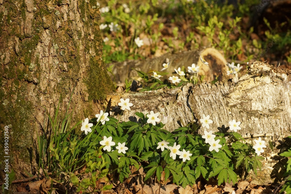 Spring anemones on the forest floor, tree trunk and lying birch branch
