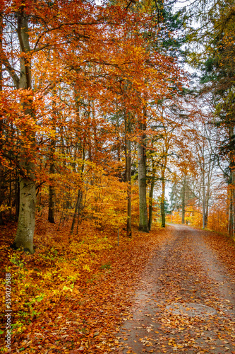 Beautiful colorful autumn leaf forest with a pathway covered with leafs. © Pebo