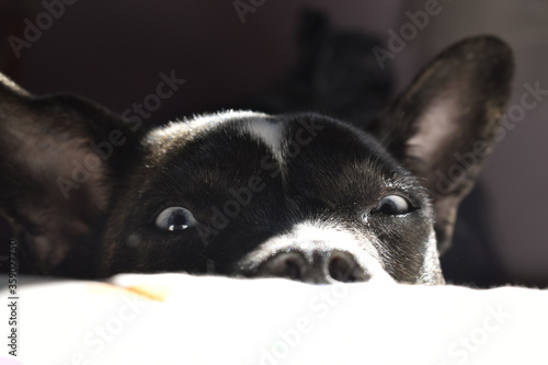 black and white dog