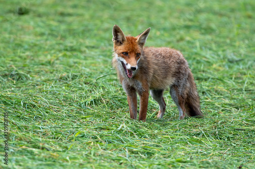 Obraz na plátně red fox vulpes standing in freshly mowed grass looking for food