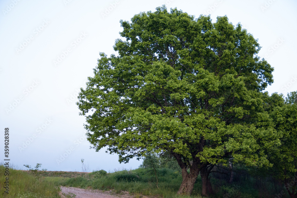 Obraz premium Big green oak with lush crown near country road in evening time
