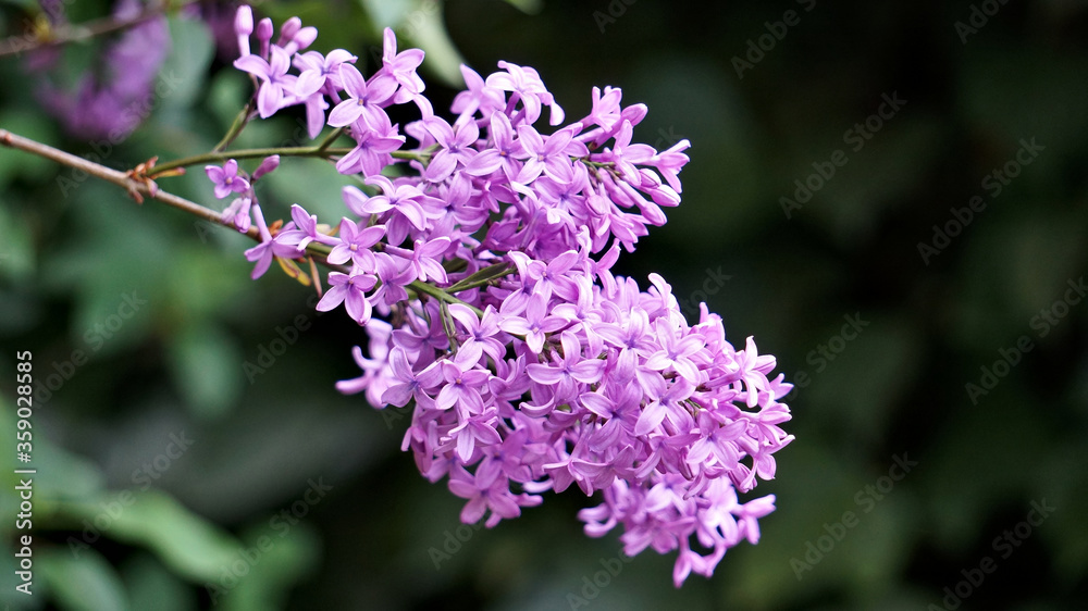 Obraz premium Blooming branch of pink-purple lilac Syringa microphylla on dark green blurred background. Selective focus on foreground. Place for your text.