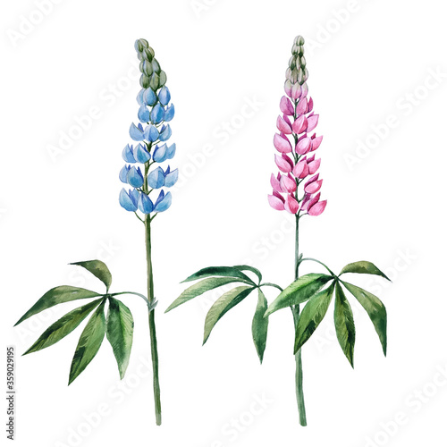 Watercolor hand drawn isolated botanical illustration with blossom of lupin. Rose and light blue blossom herbs, natural object for design. Print, sticker, wallpaper template.