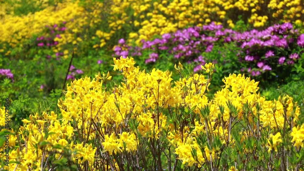 Vibrant colorful flowers of green nature, Black Sea
Vibrant colorful flowers of green nature, Black Sea