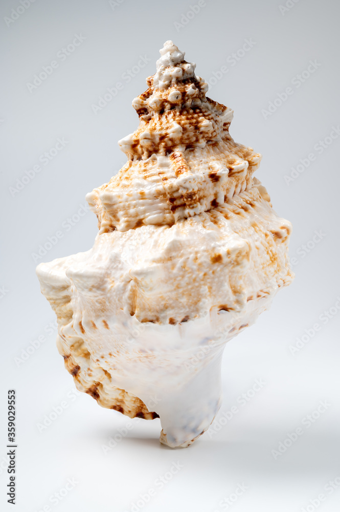 isolated trumpet shell on white background isolated trumpet shell on white background
