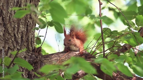 Red squirrel on a green tree in Moldova