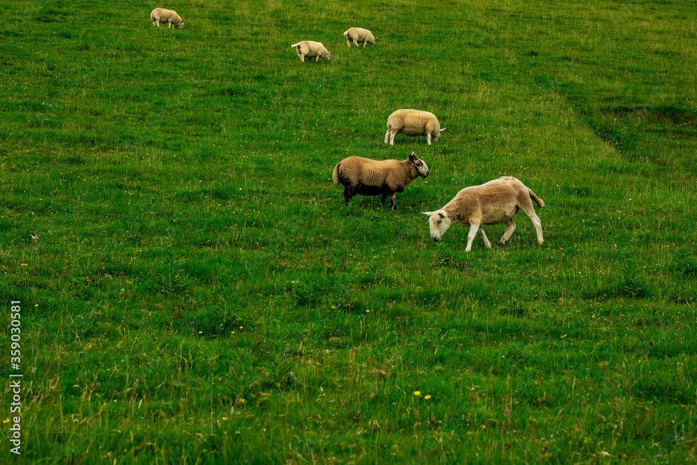 Skye Sheep Skye Sheep