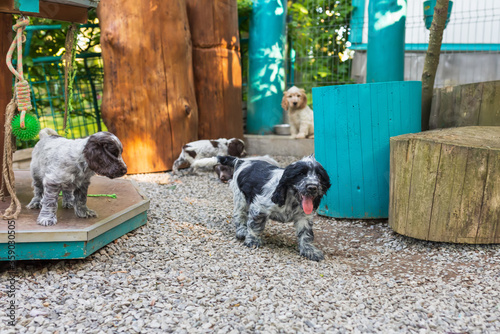 portrait of dog English Cocker Spaniel portrait of dog English Cocker Spaniel puppy in puppies playground on breeding station.el puppy in pupies playgroung on breeding station. photo