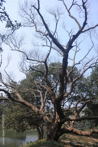 Barren tree