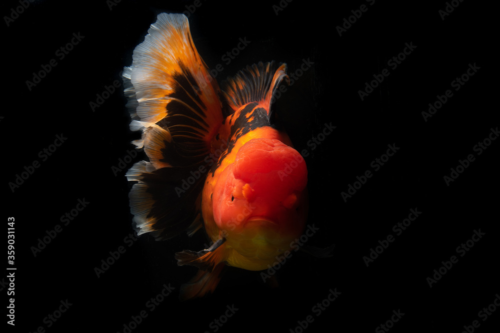 Many type of goldfish Ranchu , Ryukin , Oranda , Telescopes goldfish . Very cute and beautiful