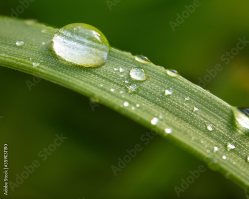 Gocce di rugiada su filo d erba macro