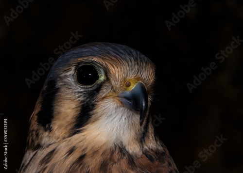 American Kestrel (Falco sparverius) Portrait