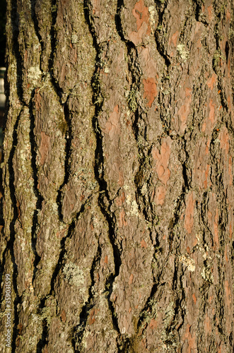 Closeup of bark pattern on a white pine tree trunk