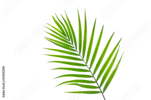 Fototapeta Naklejka Na Ścianę i Meble -  leaves of coconut palm tree isolated on white background with clipping path for design elements, tropical leaf, summer background