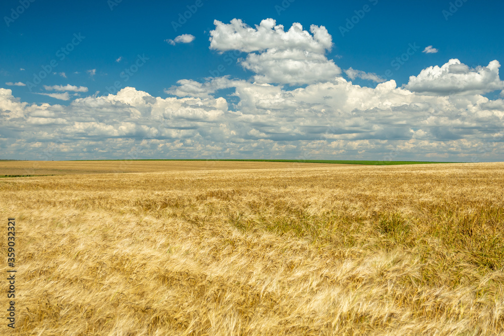 tranquil summer scene with wheat crop and blue sky with fluffy white clouds