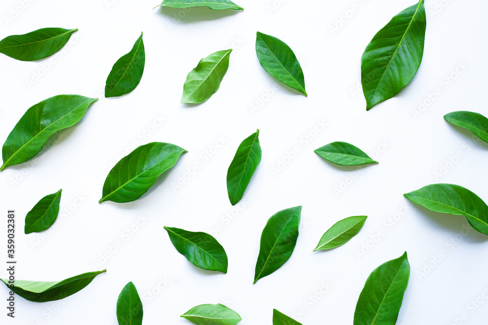 Fototapeta premium green leaf pattern isolated on white background for design elements, fresh green leaves