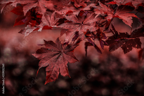 red maple leaves