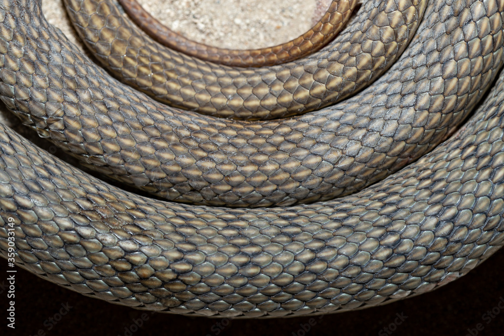 Snake rings. Caspian whipsnake (caspius) also known as the large whipsnake (Dolichophis Coluber). Snake rings. Caspian whipsnake (caspius) also known as the large whipsnake (Dolichophis Coluber).