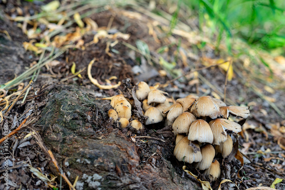 mushrooms grow in the park near the roots of the tree. family of fungi of the order Agarical. photo of mushrooms mushrooms grow in the park near the roots of the tree. family of fungi of the order Agarical. photo of mushrooms