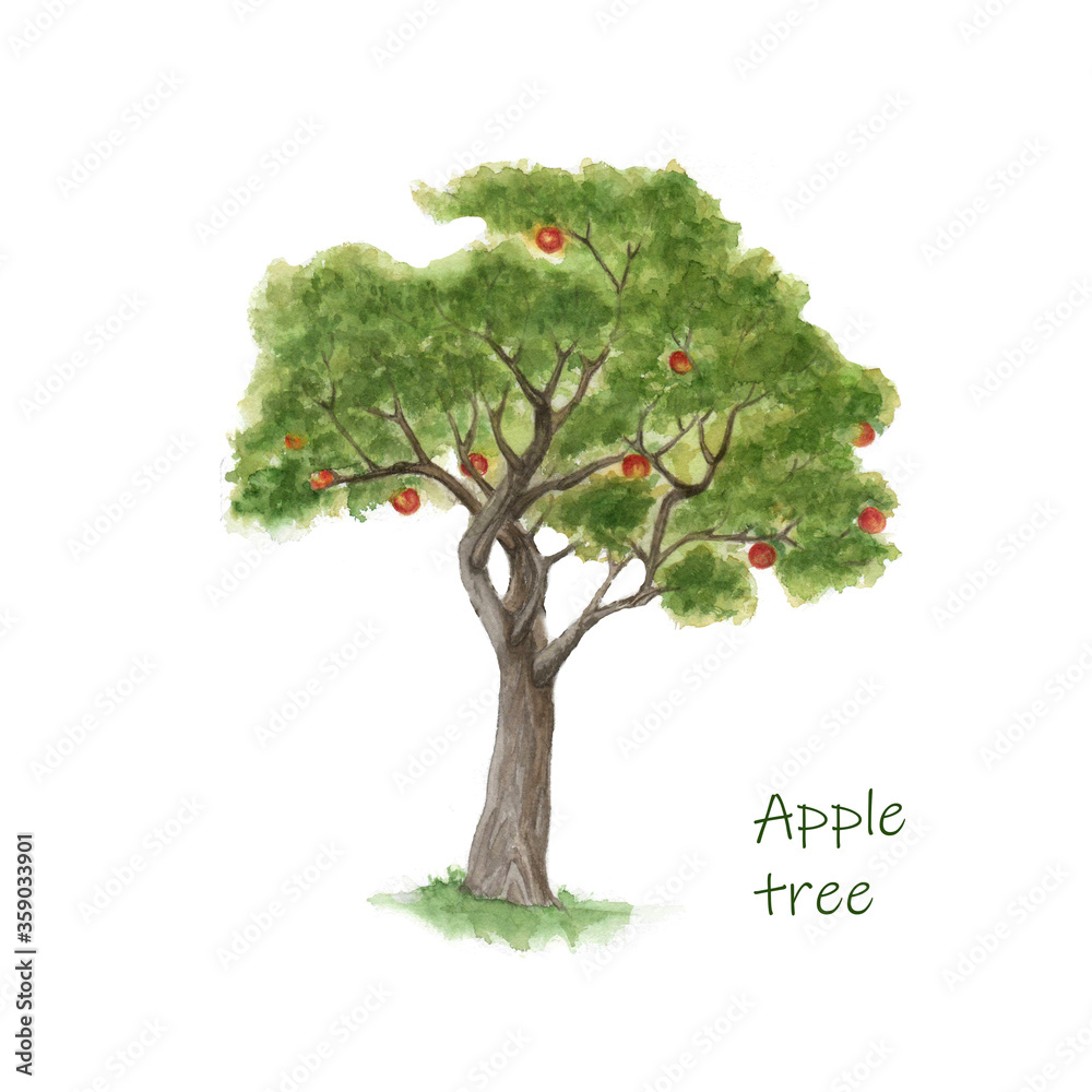 Watercolor Apple tree with fruit. Illustration