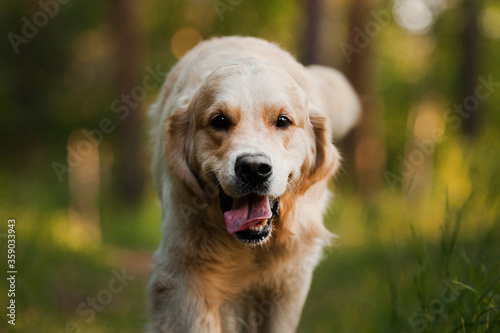 golden retriever in the park