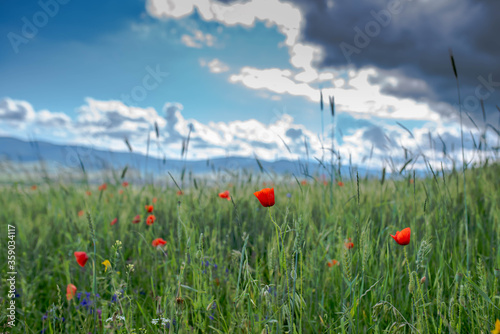 Beautiful red poppies on green agricultural fields at early summer at sunset.